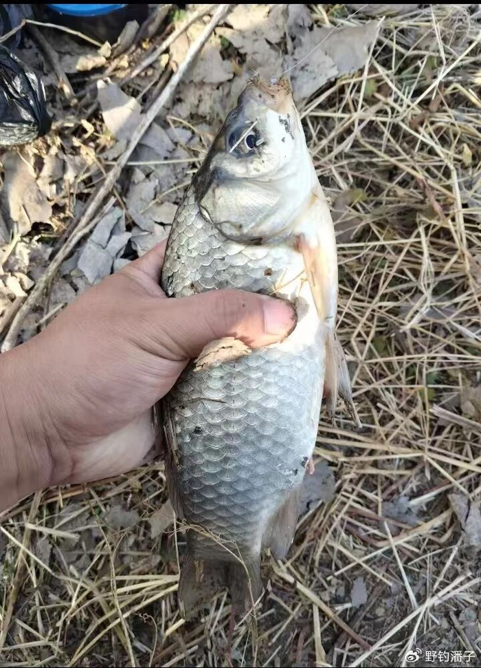 bob半岛体育平台-下雪天钓鲫鱼，记住这 5 招，别人空竿你爆护！|水温|倒刺|粗线|极细|饵料_新浪体育_新浪新闻